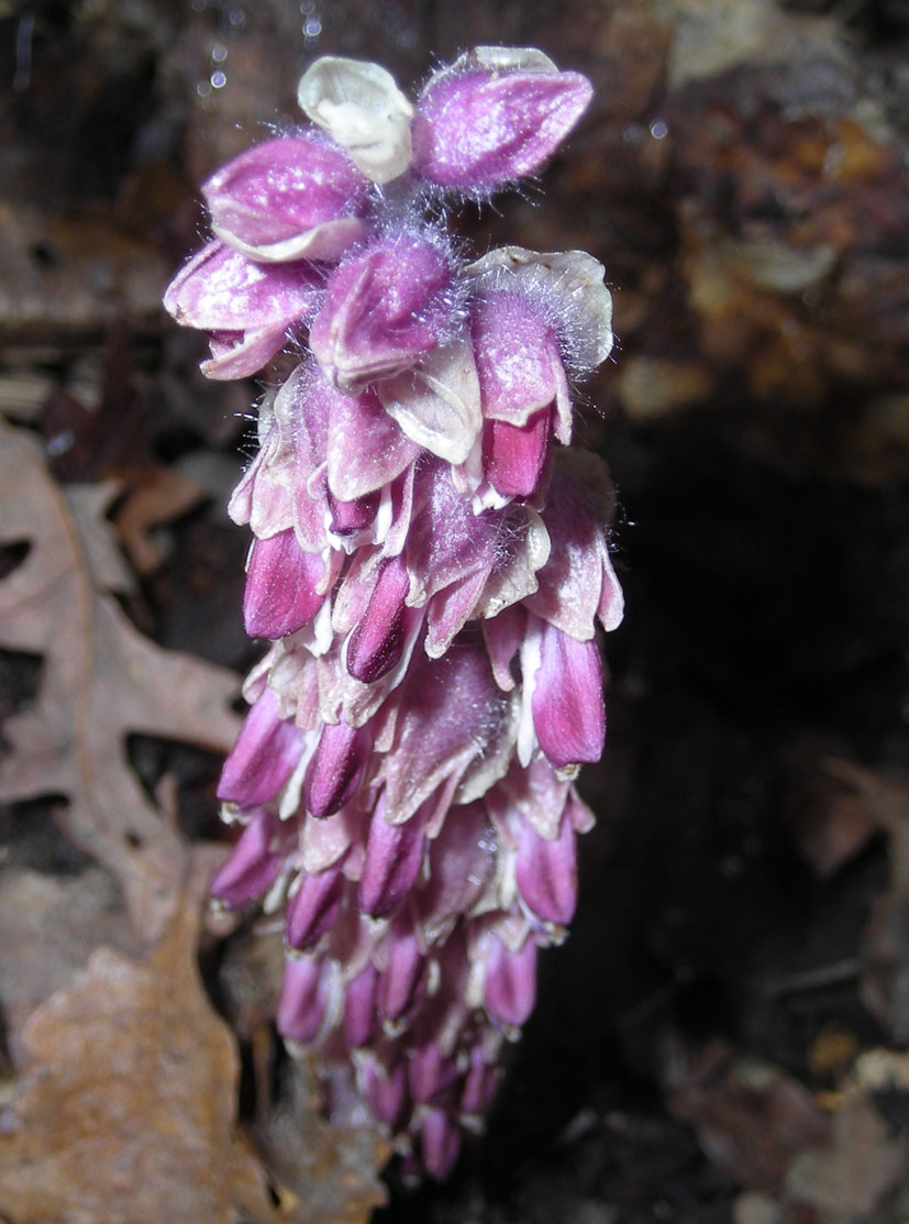 Lathraea squamaria e Anemone hortensis